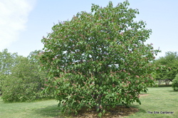 Aesculus carnea 'Briotii' — photo 4